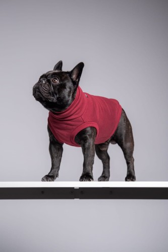 Buldog francuski w bordowej dresowej bluzie, stojący bokiem na półce