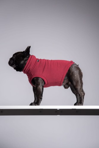 Buldog francuski w bordowej dresowej bluzie, z pochyloną głową