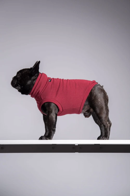 Buldog francuski w bordowej dresowej bluzie, z pochyloną głową