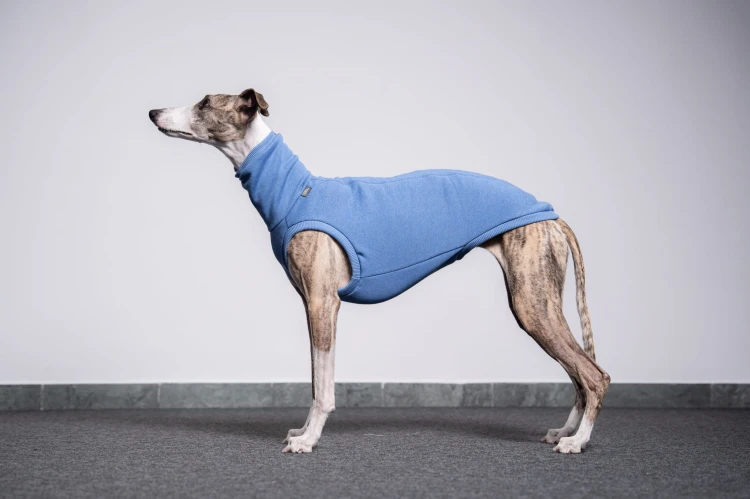 Whippet w niebieskiej dresowej bluzie, widok z boku w oddaleniu