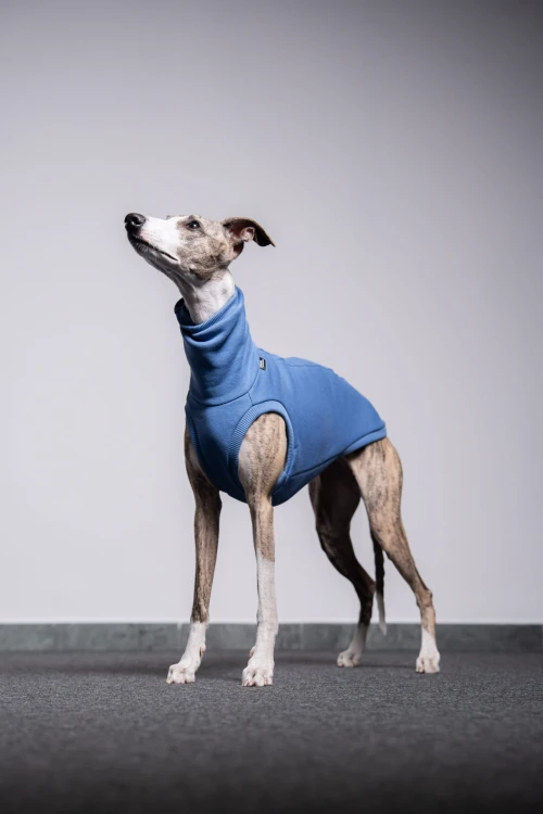 Whippet w niebieskiej dresowej bluzie, cała sylwetka z głową uniesioną
