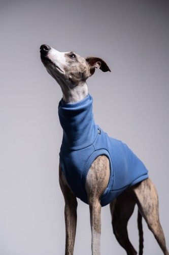 Whippet w niebieskiej dresowej bluzie, zbliżenie z głową w górze