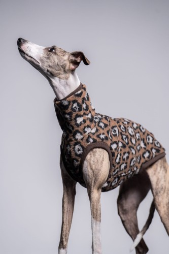 Whippet w bluzie wełnianej w panterkę, portret z głową uniesioną