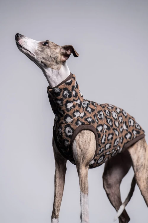 Whippet w bluzie wełnianej w panterkę, portret z głową uniesioną