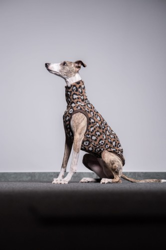Whippet w bluzie wełnianej w panterkę, portret siedzący z głową w górę