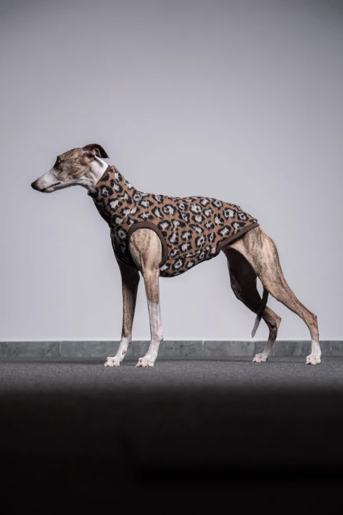 Whippet w bluzie wełnianej w panterkę – pełna sylwetka z boku