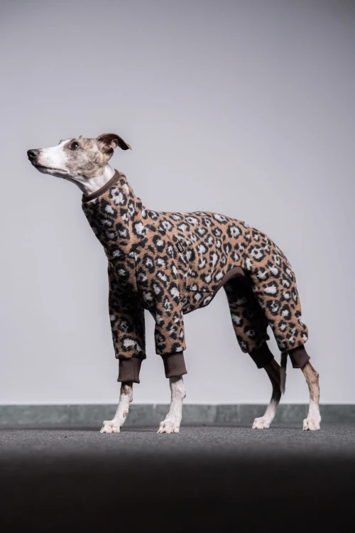 Whippet w wełnianym kombinezonie w panterkę – pełna sylwetka z boku, kadr szerszy