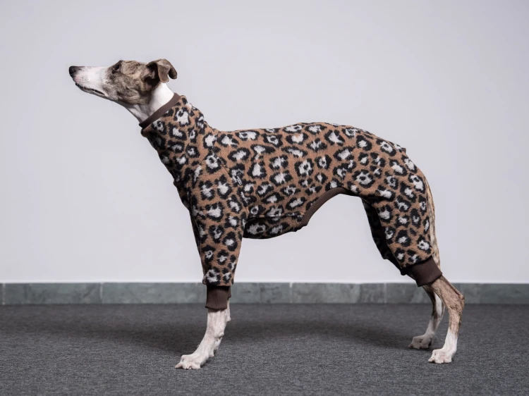 Whippet w wełnianym kombinezonie w panterkę – pełna sylwetka z boku