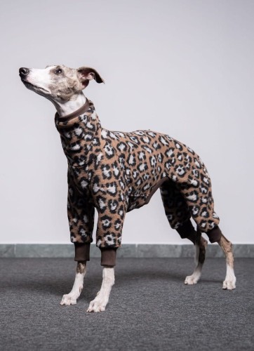 Whippet w wełnianym kombinezonie w panterkę, portret z głową uniesioną
