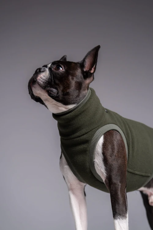 Khaki polarowa bluza Polar Pro dla małych i średnich psów – portret psa, wzrok w górę
