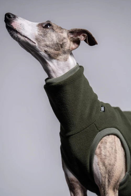 Khaki polarowa bluza dla whippeta – zbliżenie na psa stojącego przodem