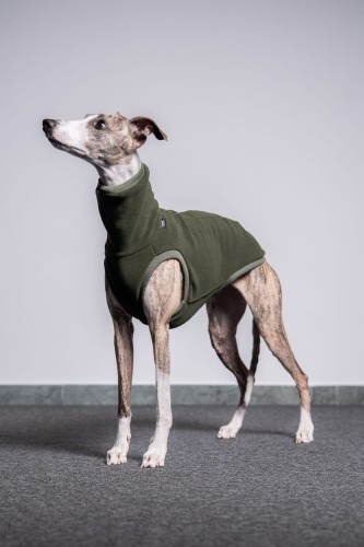 Khaki polarowa bluza dla whippeta – pies stojący przodem, spojrzenie w bok