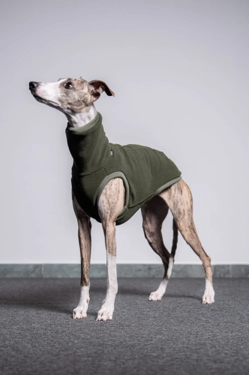 Khaki polarowa bluza dla whippeta – pies stojący przodem, spojrzenie w bok