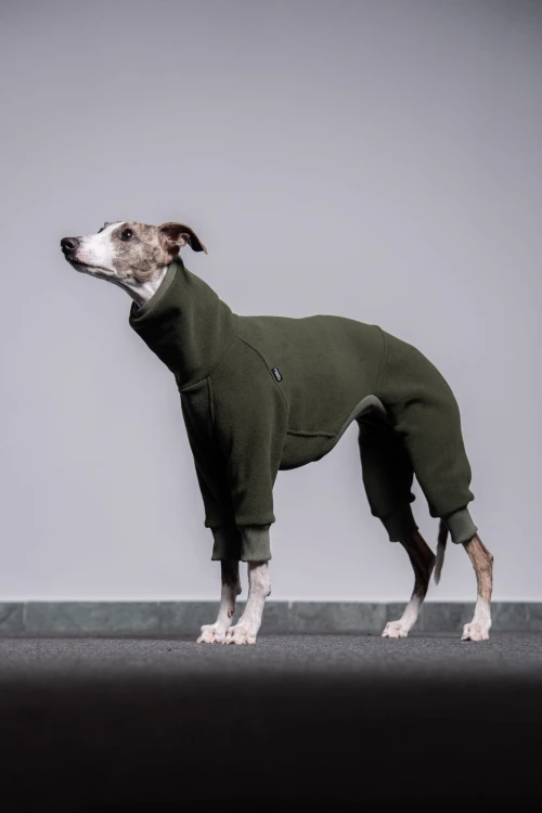 Whippet w khaki polarowym kombinezonie – pełna sylwetka z boku