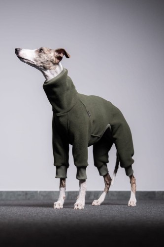 Whippet w khaki polarowym kombinezonie, portret z uniesioną głową