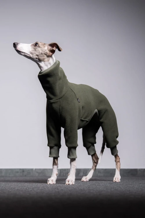 Whippet w khaki polarowym kombinezonie, portret z uniesioną głową