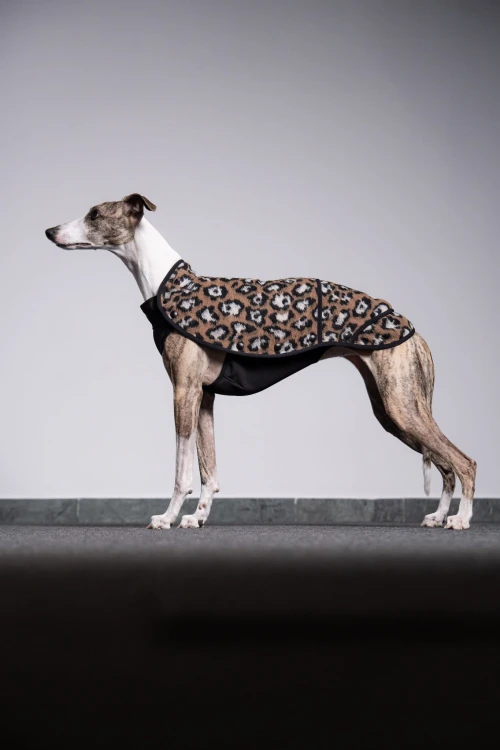 Whippet w bluzie w panterkę, cała sylwetka z profilu