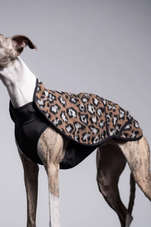 Whippet w bluzie w panterkę, widok z boku w całości
