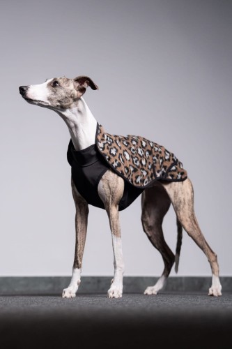 Whippet w bluzie w panterkę z wodoodpornym spodem, widok z boku
