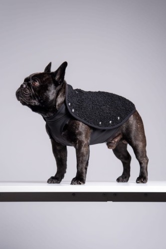 Buldog francuski w czarnej bluzie sherpa, głowa uniesiona, widok z boku