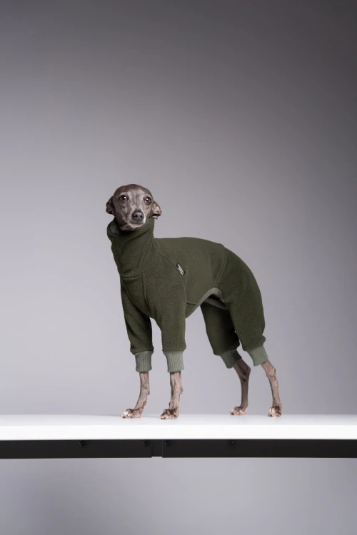 Khaki kombinezon polarowy Polar Pro dla charcika włoskiego – pies stojący przodem, wzrok w bok