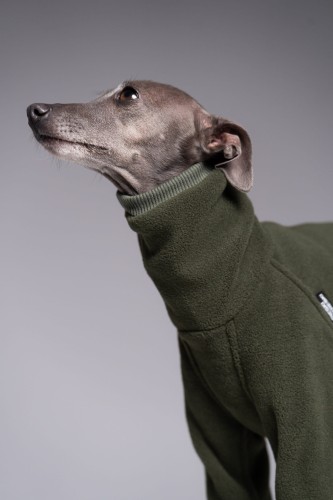 Wysoki kołnierz khaki bluzy z nogawkami Polar Pro dla charcika włoskiego – zbliżenie na szyję