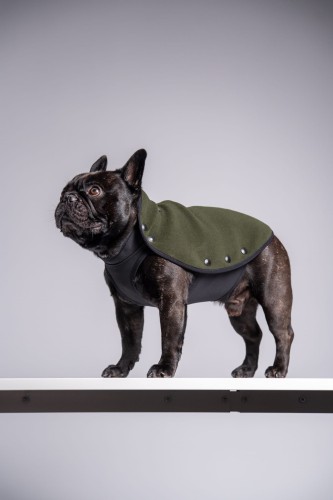 Buldog francuski w khaki bluzie polarowej, widok z boku