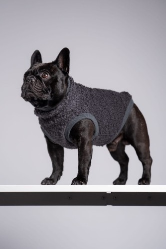 Buldog francuski w grafitowej bluzie z 75% wełny, portret z głową uniesioną