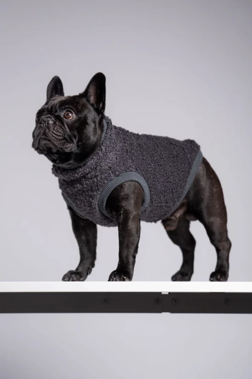 Buldog francuski w grafitowej bluzie z 75% wełny, portret z głową uniesioną