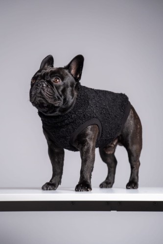 Buldog francuski w czarnej wełnianej bluzie, portret w skosie z głową uniesioną