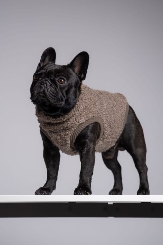 Buldog francuski w beżowej bluzie z 75% wełny, portret z głową uniesioną
