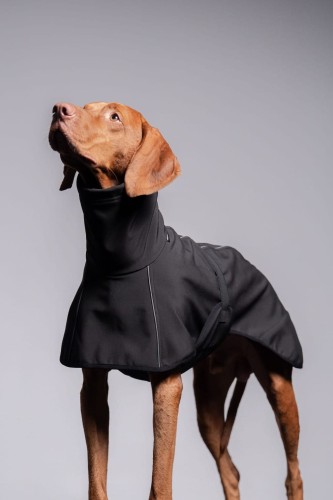 Wyżeł w czarnej kurtce softshell z odblaskami, portret z uniesioną głową