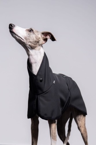 Whippet w czarnej kurtce softshell z odblaskami, portret z uniesioną głową