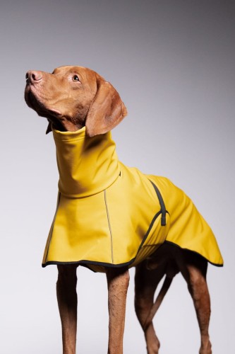 Wyżeł w żółtej kurtce softshell z odblaskami, portret z uniesioną głową