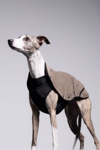 Whippet w beżowej bluzie sherpa, głowa uniesiona, widok z boku
