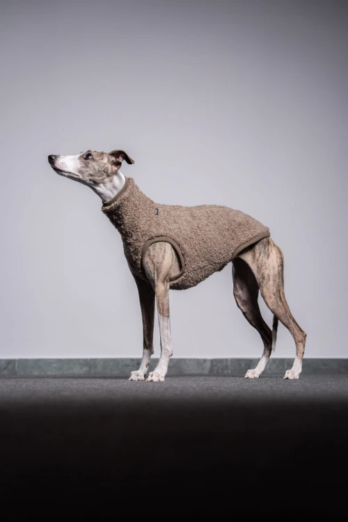 Whippet w beżowej wełnianej bluzie – pełna sylwetka z boku