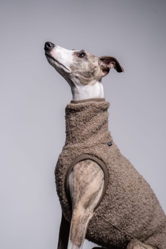 Whippet w beżowej wełnianej bluzie, portret siedzący z głową skierowaną w górę