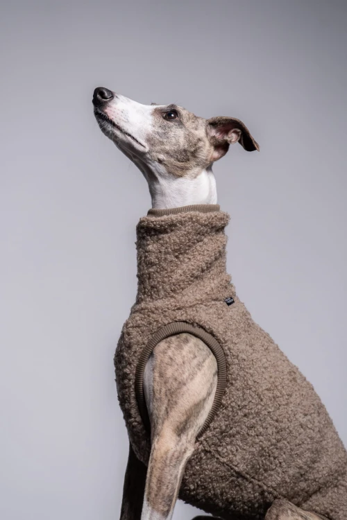Whippet w beżowej wełnianej bluzie, portret siedzący z głową skierowaną w górę