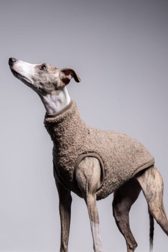 Whippet w beżowej wełnianej bluzie, stojący bokiem z głową uniesioną