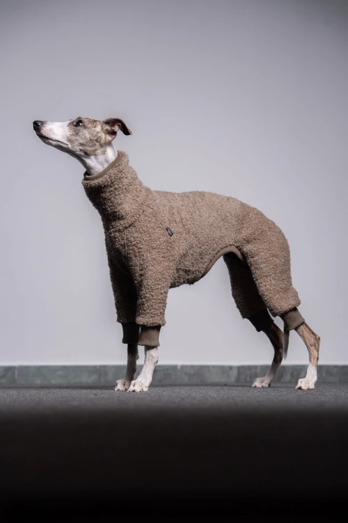 Whippet w beżowym wełnianym kombinezonie – pełna sylwetka z boku