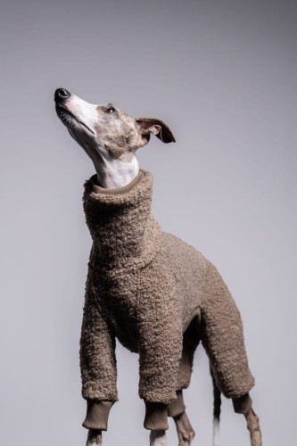 Whippet w beżowym wełnianym kombinezonie, portret z głową uniesioną