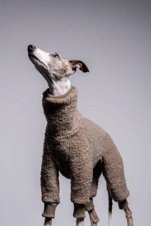 Whippet w beżowym wełnianym kombinezonie, portret z głową uniesioną
