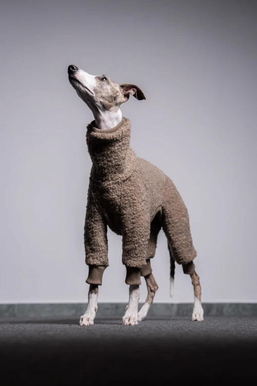 Whippet w beżowym wełnianym kombinezonie w ruchu, z uniesionymi przednimi łapami
