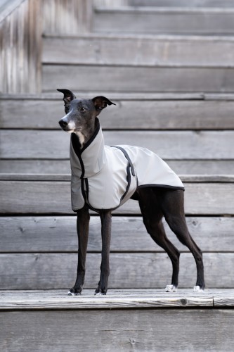 Whippet w białej w pełni odblaskowej kurtce softshell, stojący bokiem na schodach