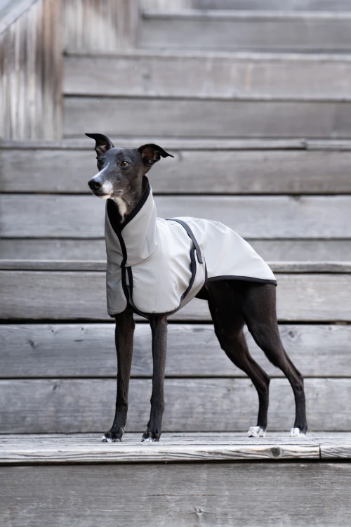 Whippet w białej w pełni odblaskowej kurtce softshell, stojący bokiem na schodach