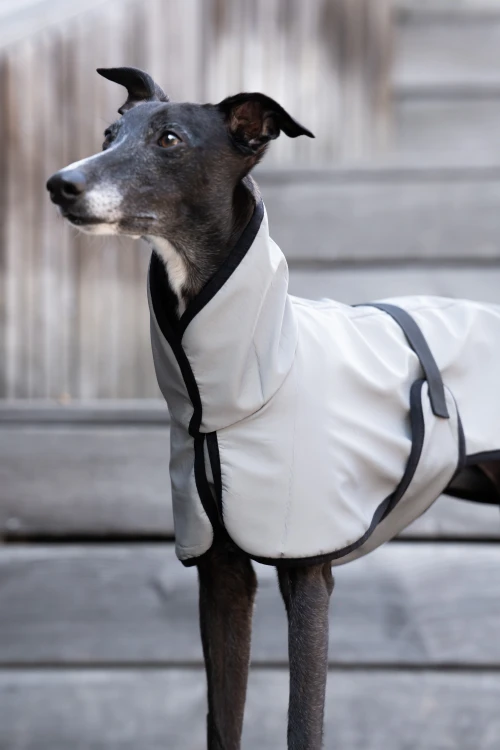 Whippet w białej kurtce softshell, portret od przodu z głową skierowaną w bok