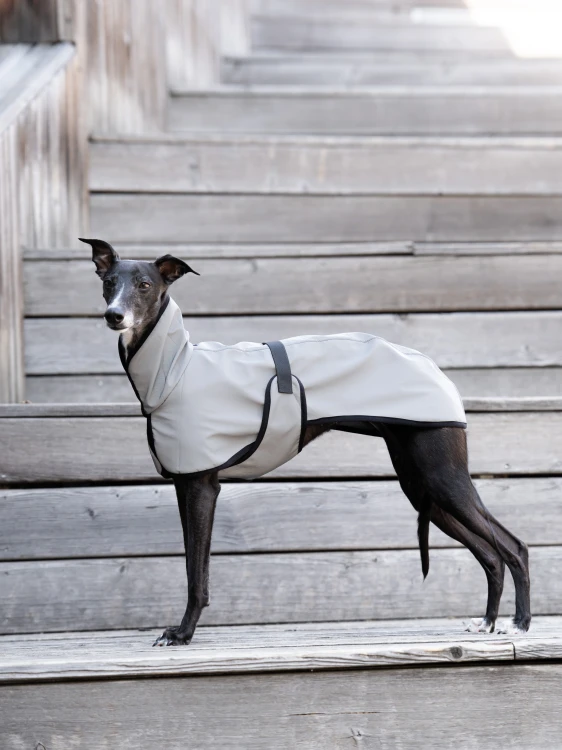 Whippet w białej odblaskowej kurtce softshell na drewnianych schodach, ujęcie z oddali