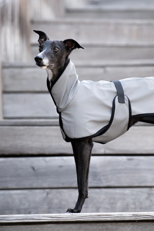 Whippet w białej kurtce softshell na schodach, głowa uniesiona i odwrócona