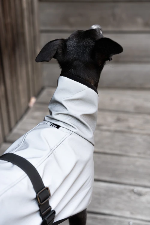 Whippet w białej kurtce softshell, widok z tyłu z zapięciem na grzbiecie