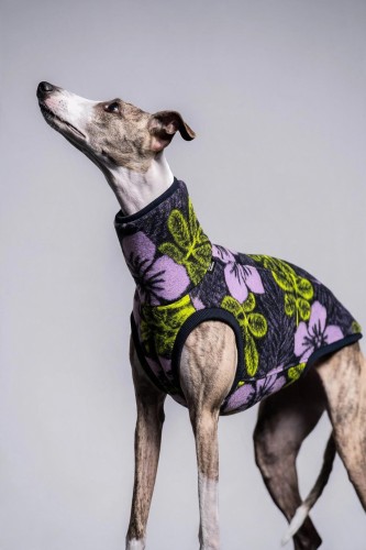Whippet w bluzie wełnianej Nocny Zielnik, portret z głową uniesioną do góry